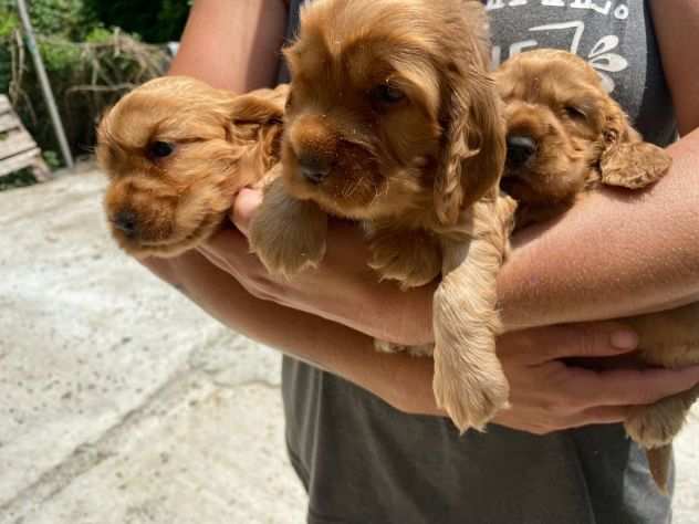 Cuccioli Cocker Spaniel