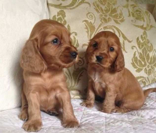 Cuccioli Cocker Spaniel maschi