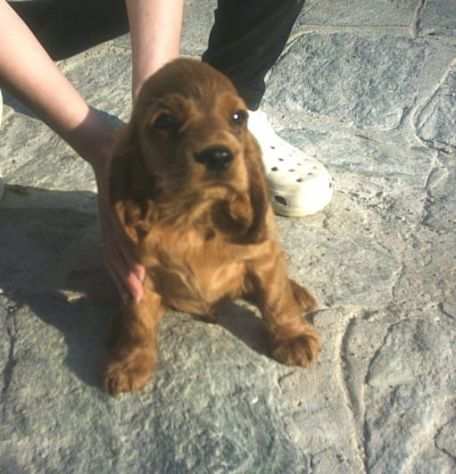 Cuccioli Cocker Spaniel maschi