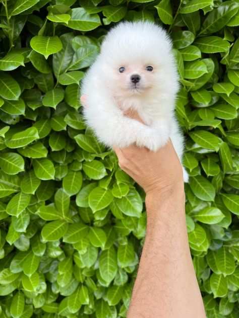 Cuccioli della Pomerania