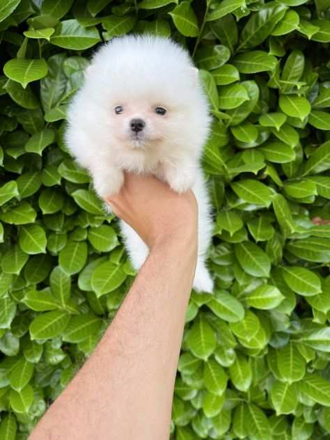 Cuccioli della Pomerania