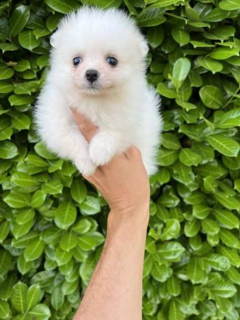 Cuccioli della Pomerania