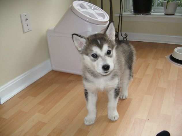 Cuccioli di alaskan malamute