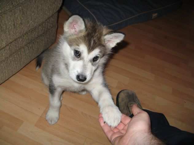 Cuccioli di alaskan malamute