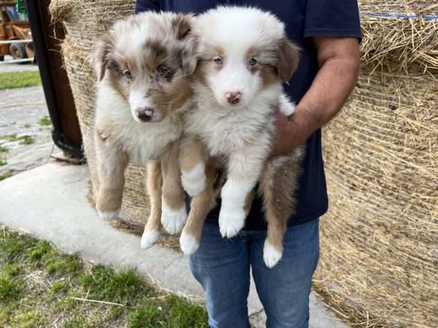 Cuccioli di Australian Shepherd (Pastore Australiano)