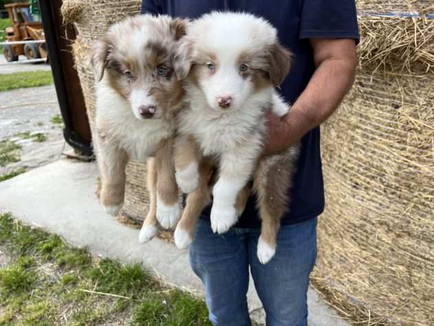 Cuccioli di Australian Shepherd (Pastore Australiano)