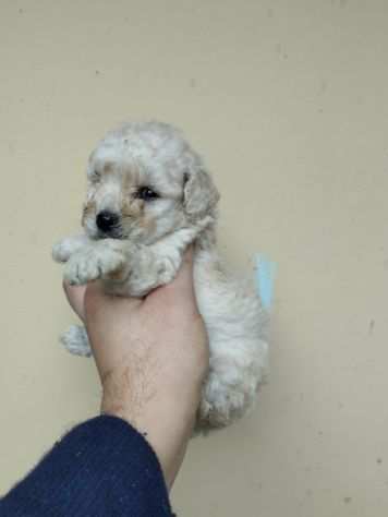 Cuccioli di barboncini toy