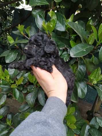 Cuccioli di barboncini toy