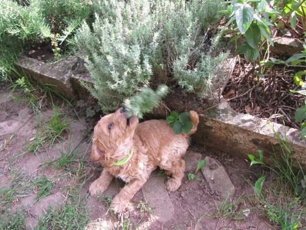 Cuccioli di barboncino toy