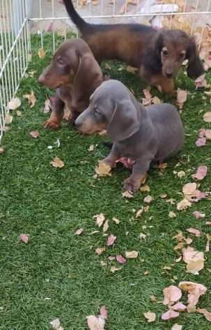 Cuccioli di Bassotto