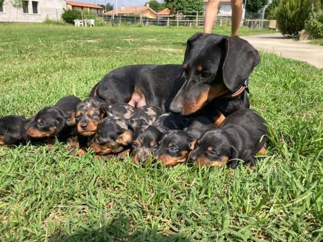 Cuccioli di Bassotto