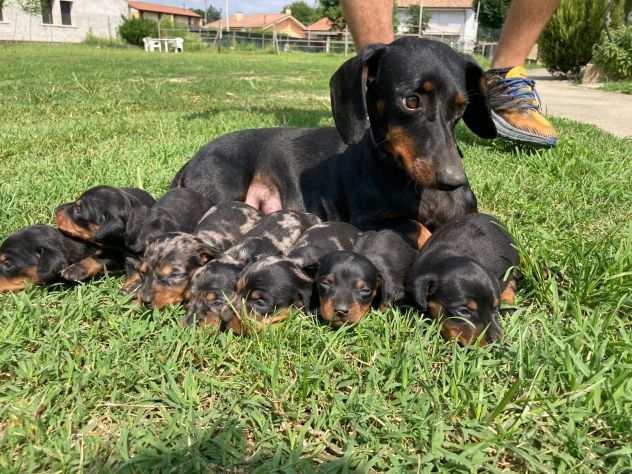 Cuccioli di Bassotto