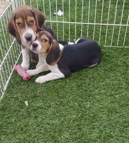 Cuccioli di Beagle