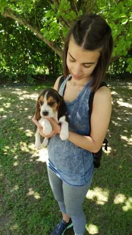 Cuccioli di Beagle