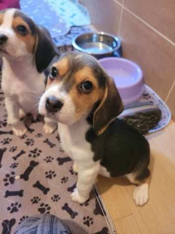 CUCCIOLI DI BEAGLE 2 MESI.