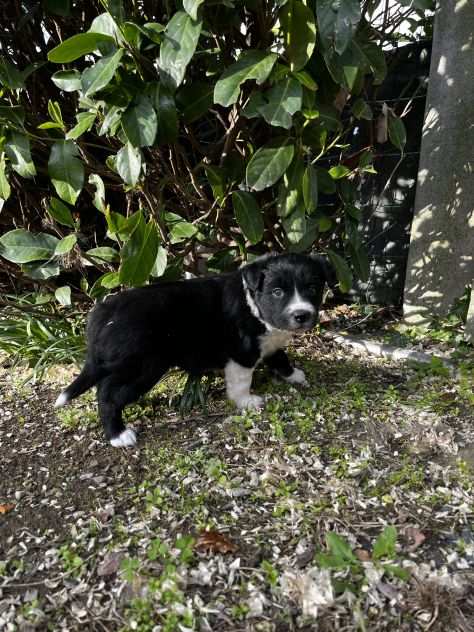 Cuccioli di Border Collie