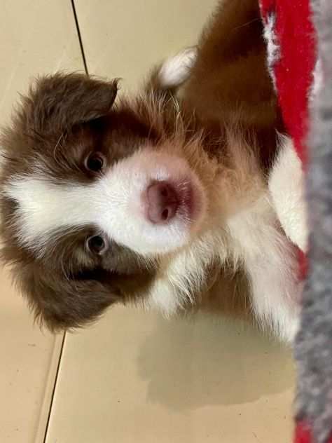 Cuccioli di Border Collie