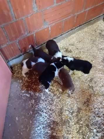 Cuccioli di Border Collie