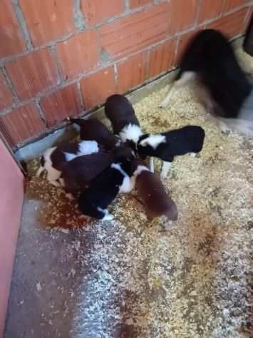 Cuccioli di Border Collie