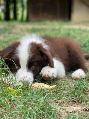 Cuccioli di Border Collie