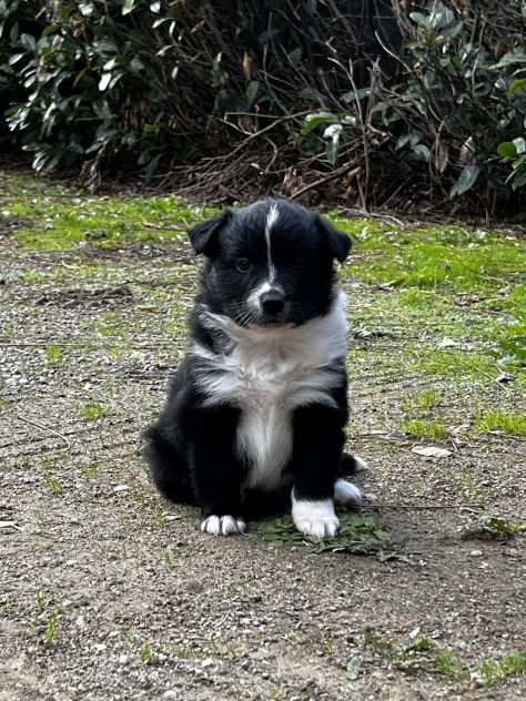 Cuccioli di Border Collie