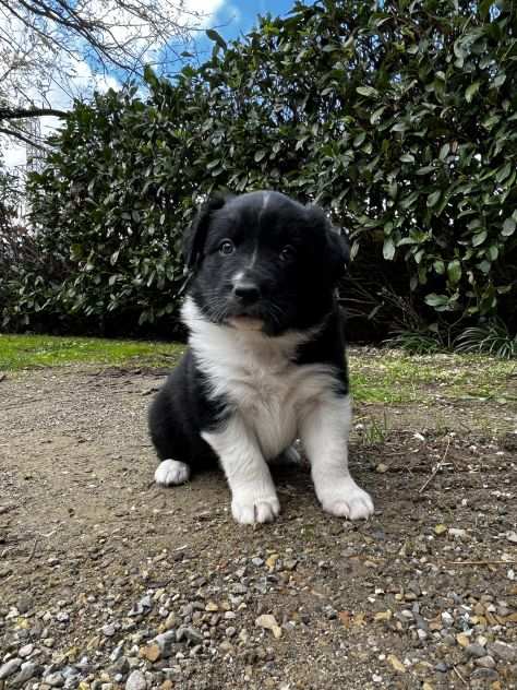 Cuccioli di Border Collie