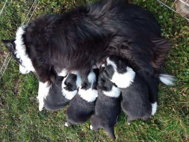 Cuccioli di border collie con pedigree