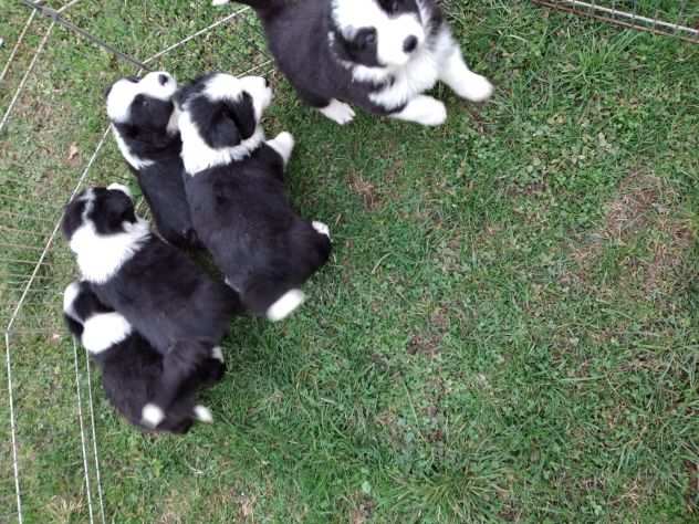 Cuccioli di border collie con pedigree