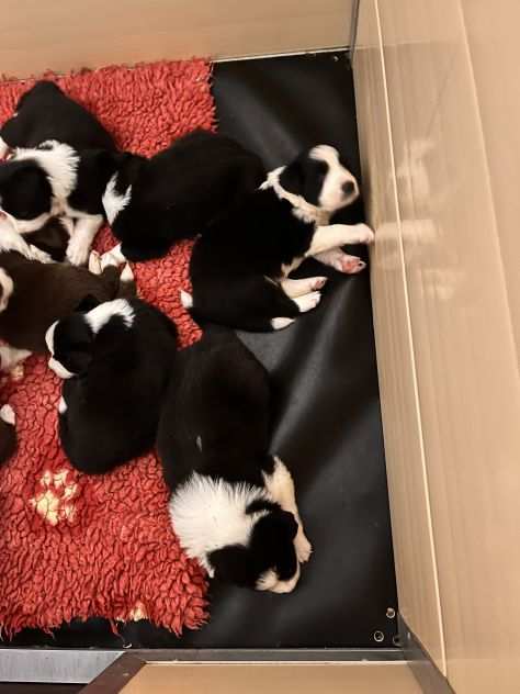 Cuccioli di Border Collie di alta genealogia