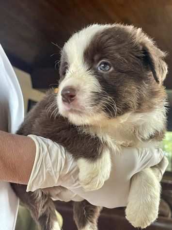 Cuccioli di Border Collie di alta genealogia