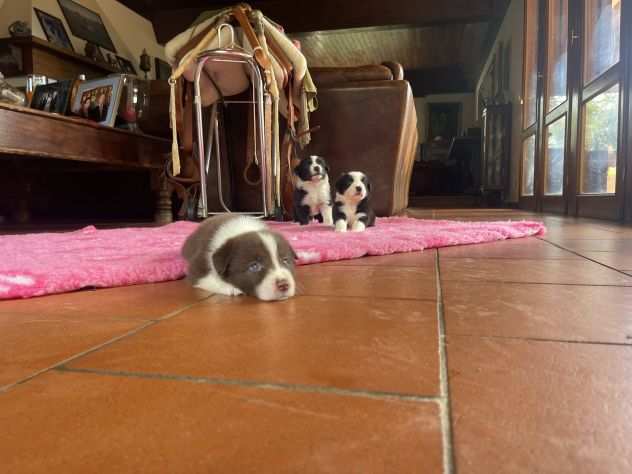 Cuccioli di Border Collie di alta genealogia