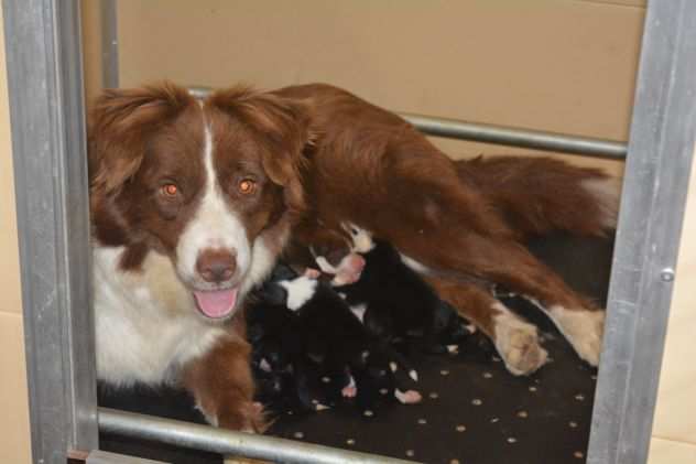 Cuccioli di Border Collie di alta genealogia