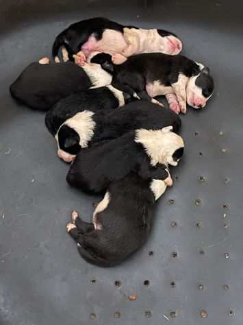 Cuccioli di Border Collie di alta genealogia