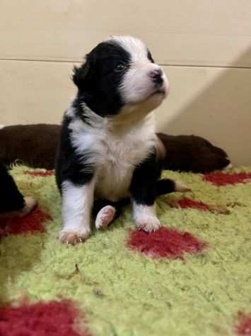 Cuccioli di Border Collie di alta genealogia