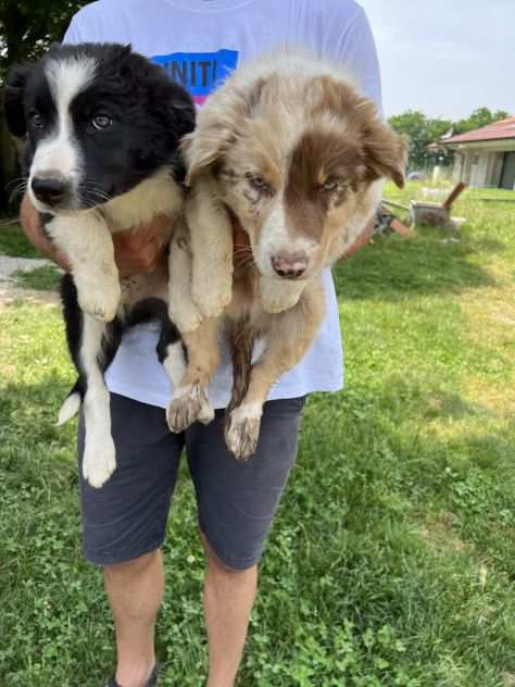 Cuccioli di Border Collie (solo maschietti)