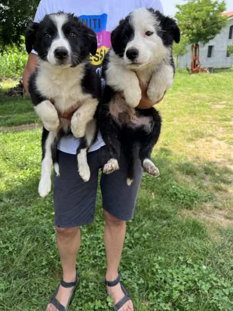 Cuccioli di Border Collie (solo maschietti)