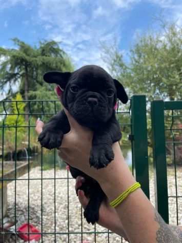 Cuccioli di Bouledogue Francese