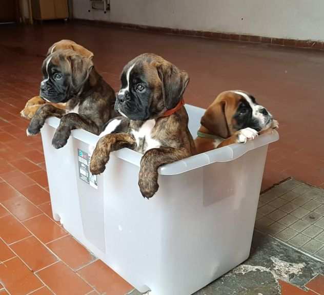 cuccioli di boxer bellissimi