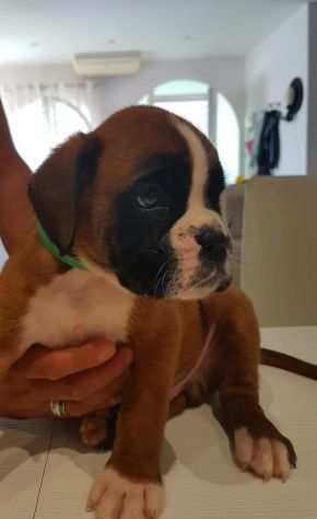 cuccioli di boxer bellissimi