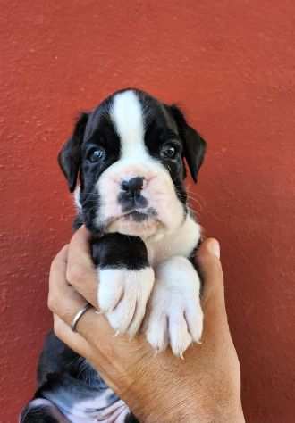 cuccioli di boxer bellissimi