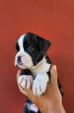 cuccioli di boxer bellissimi