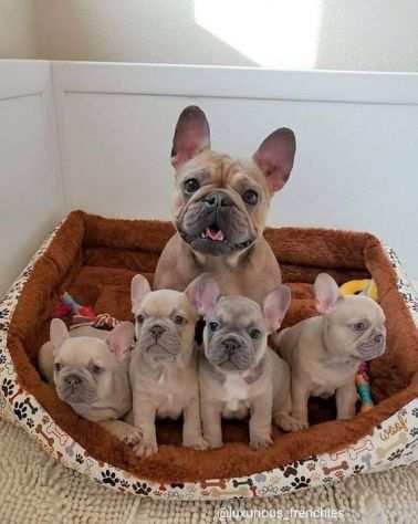 Cuccioli di bulldog amp Bouledogue francese - pagamento rateizzato