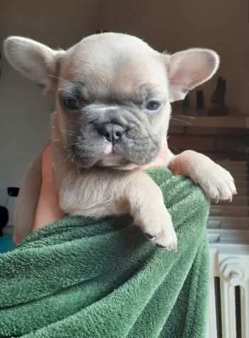 Cuccioli di bulldog francese