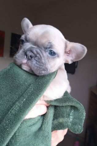 Cuccioli di bulldog francese