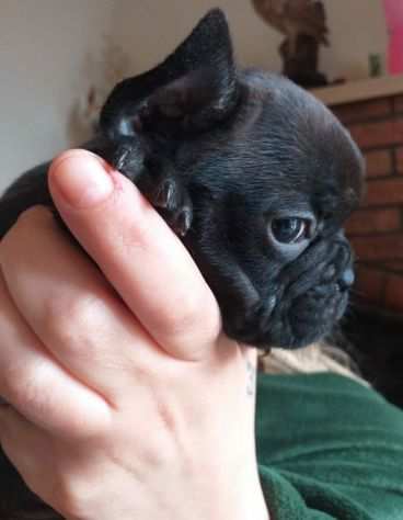 Cuccioli di bulldog francese