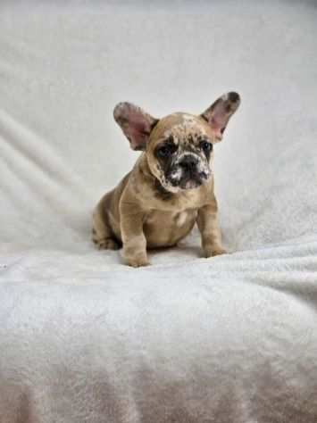 Cuccioli di Bulldog Francese color Merle