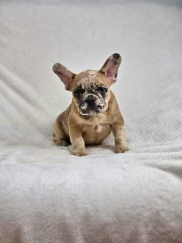 Cuccioli di Bulldog Francese color Merle