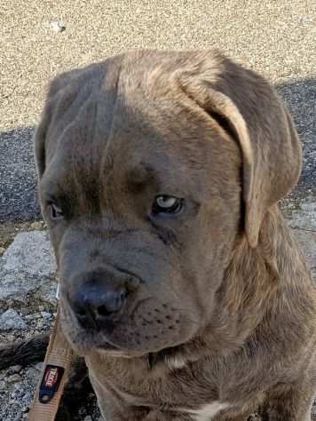 Cuccioli di cane corso