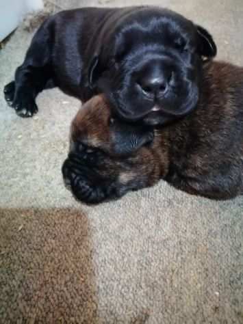 Cuccioli di Cane Corso