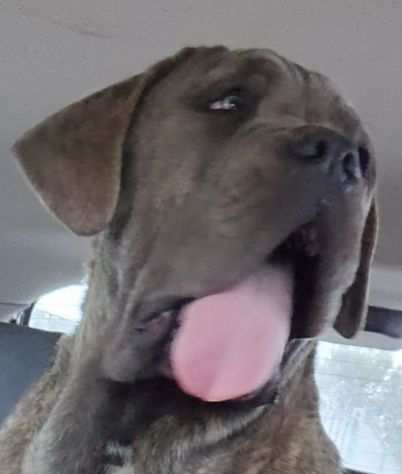 Cuccioli di cane corso